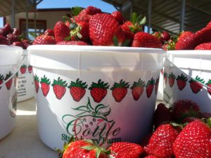 Cottle Strawberry Farm
